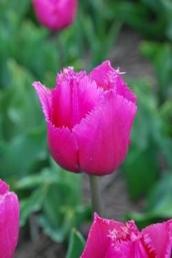 Tulp Louvre